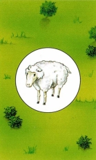 Sheep